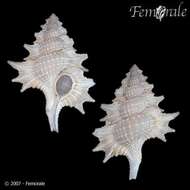 Image of triton shells