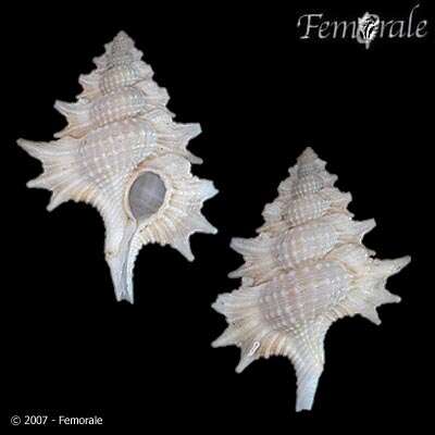 Image of triton shells