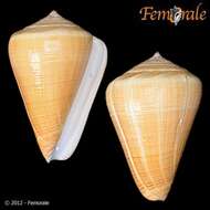 Image of cone snails