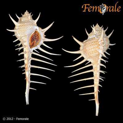 Image of Murex Linnaeus 1758