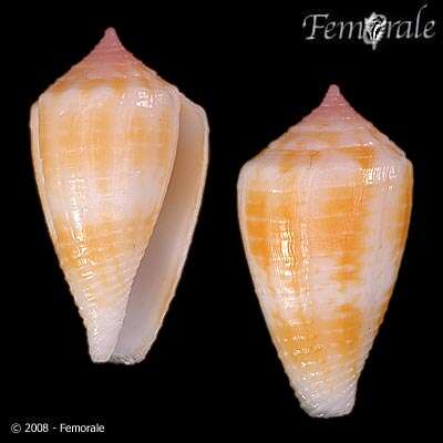 صورة Conus Linnaeus 1758