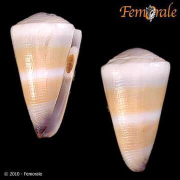 Image of cone snails