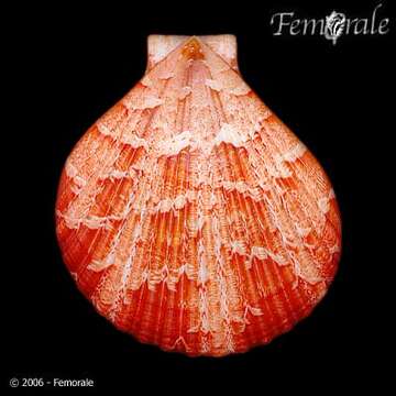 صورة Anguipecten Dall, Bartsch & Rehder 1938