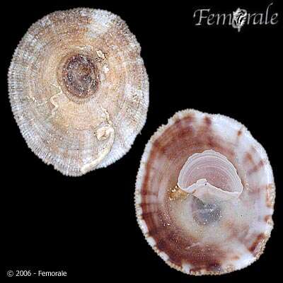 Image of cup-and-saucer snails