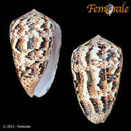 Image of cone snails