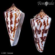 Image of Conasprella Thiele 1929