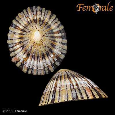 صورة Nacellidae Thiele 1891