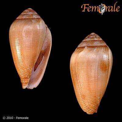 Image of cone snails