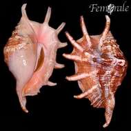 Image of spider conch