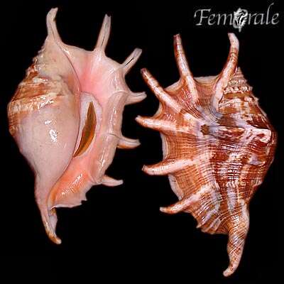 Image of spider conch