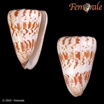 Image of cone snails