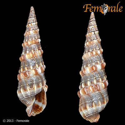 Image of Needle Whelks