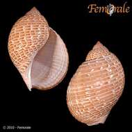 Image of tun shells