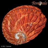 Image of Haliotoidea Rafinesque 1815