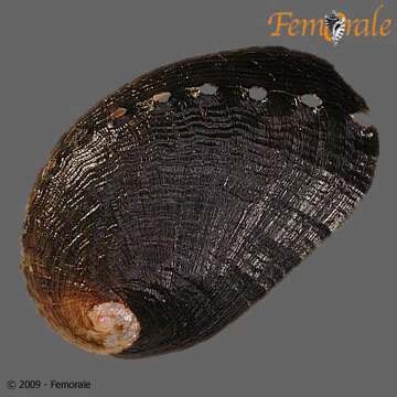 Image of Haliotoidea Rafinesque 1815