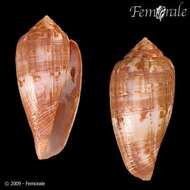 Image of cone snails