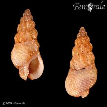 Image of nassa mud snails