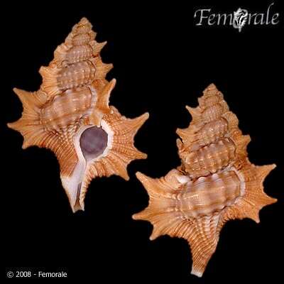 Image of triton shells