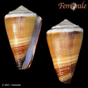 Imagem de Conus muriculatus G. B. Sowerby I 1833