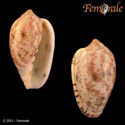 Image of Marginella Lamarck 1799