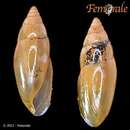 Image of Laevoleacina oleacea straminea (Deshayes 1830)