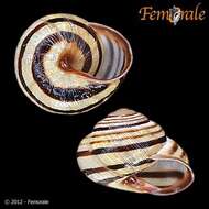 Image of Banded snails