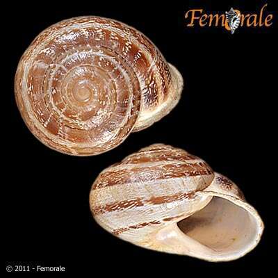 Imagem de <i>Eobania vermicularia</i> (Michelotti 1840)