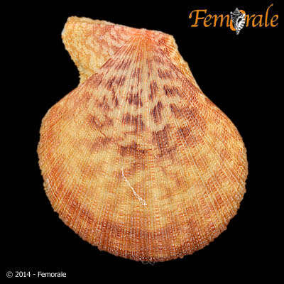 Image of Caribachlamys T. R. Waller 1993