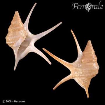 Image of pelican's foot shells