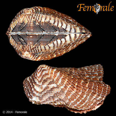 Image of Ark clam