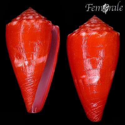 Image of Conus rosalindensis Petuch 1998