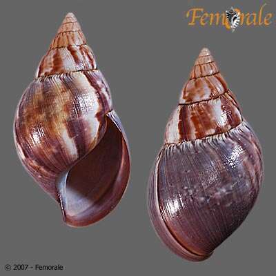 Image of <i>Achatina fulica</i> (Bowdich 1822)