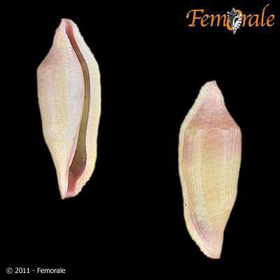 Image of Cypraeoidea Rafinesque 1815