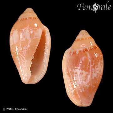 Image of Marginella Lamarck 1799