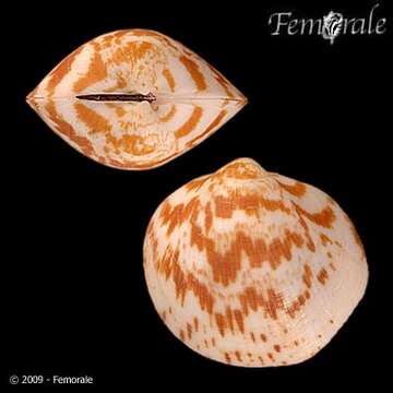 Слика од Glycymerididae Dall 1908