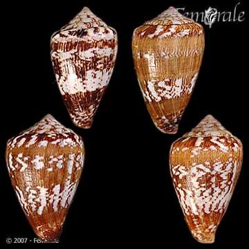 Image of Conus damottai Trovão 1979