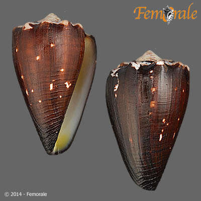 Image de Conus brunneus W. Wood 1828