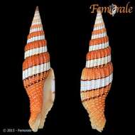 صورة Turbinelloidea Rafinesque 1815