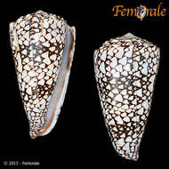 Image of cone snails