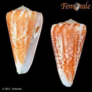 صورة Conus lemniscatus Reeve 1849