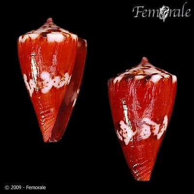 Imagem de Conus pseudocardinalis Coltro 2004