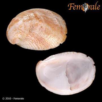 Слика од Crepidula Lamarck 1799