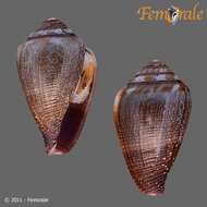 Image of cone snails