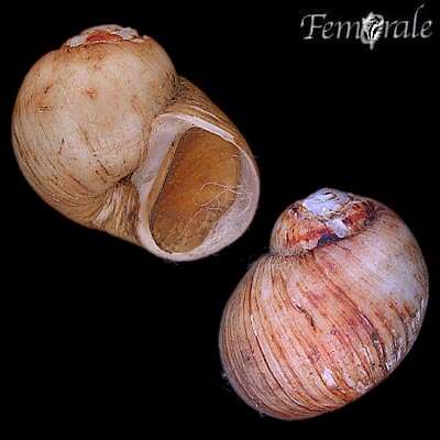 Image of moon-snail