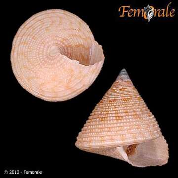 صورة <i>Calliostoma armillatum</i> Wood 1828