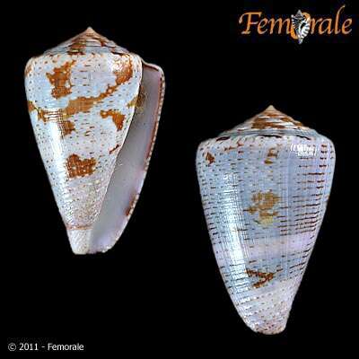 Image de Conus Linnaeus 1758