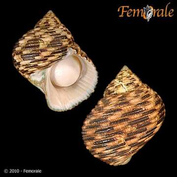 Image of turban snail