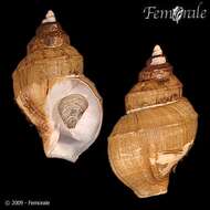 Image of Clinopegma magnus (Dall 1895)