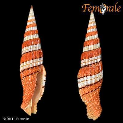 Image of Turbinelloidea Rafinesque 1815