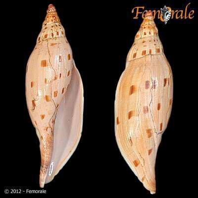 صورة Scaphella Swainson 1832